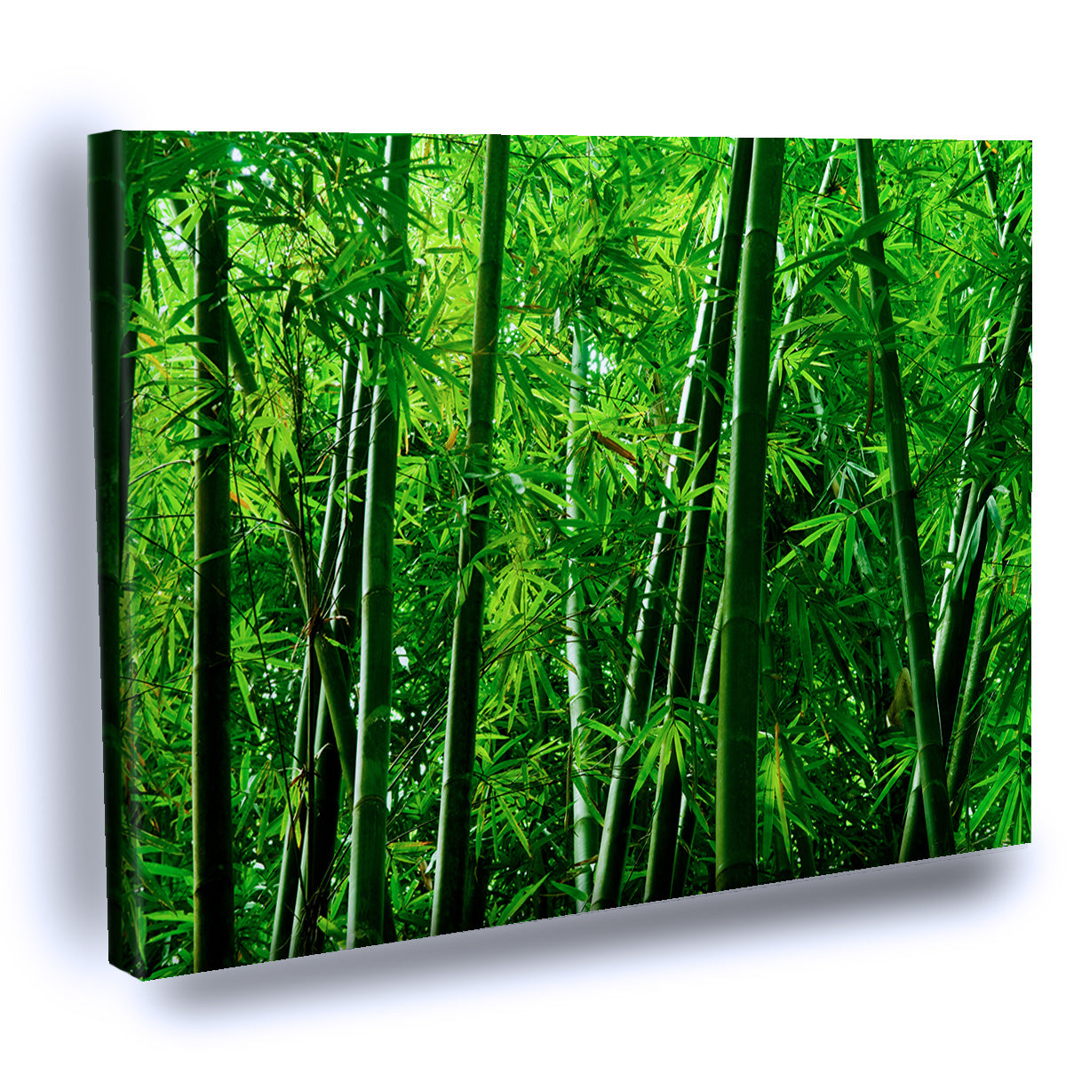 Cuadro Decorativo Árbol de Bambú Asiático – Estilo Zen en CANVAS o Aluminio