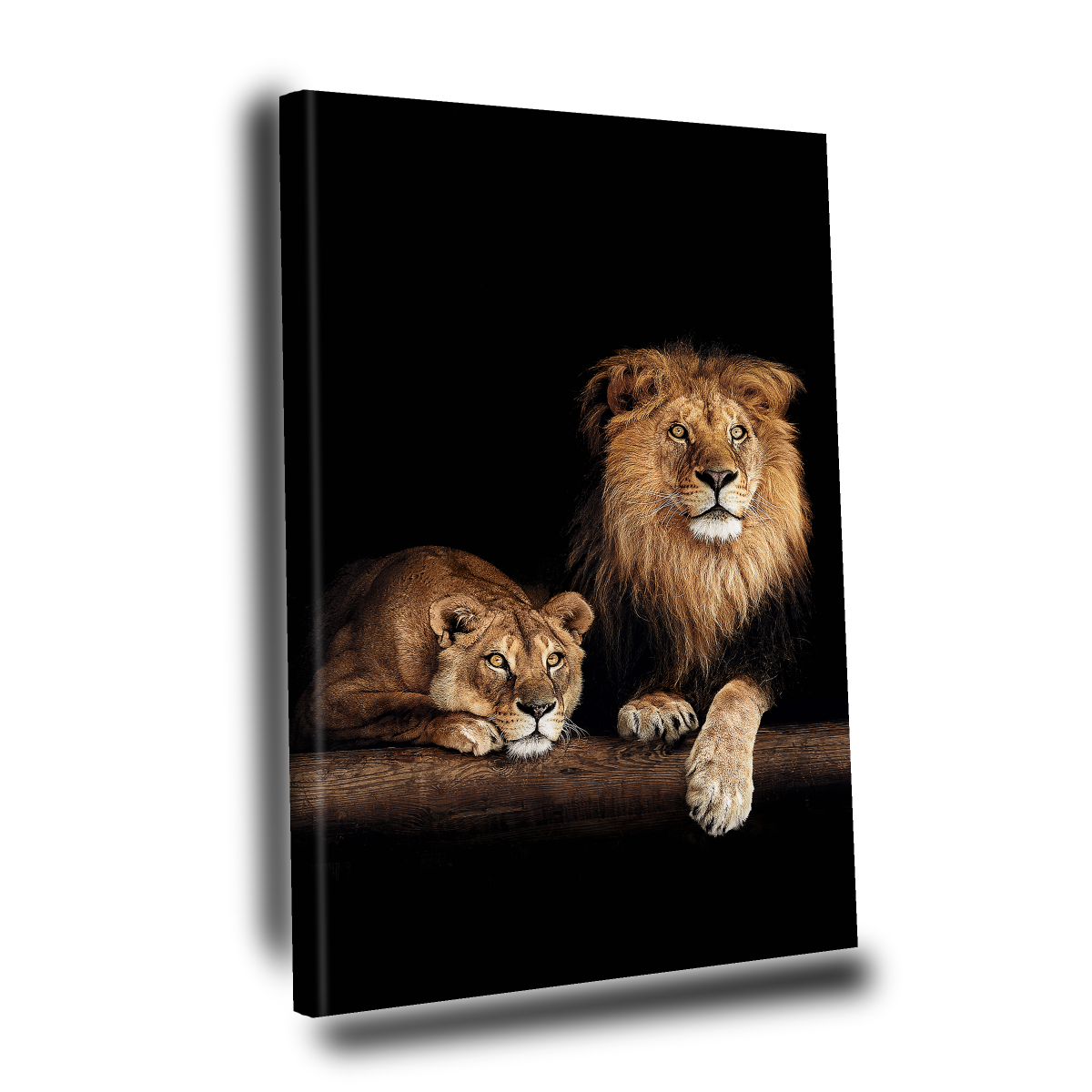 Cuadro Decorativo León y Leona, Pareja de Leones