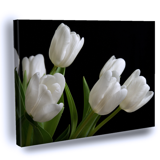 Cuadro Decorativo Tulipanes Blancos con fondo negro