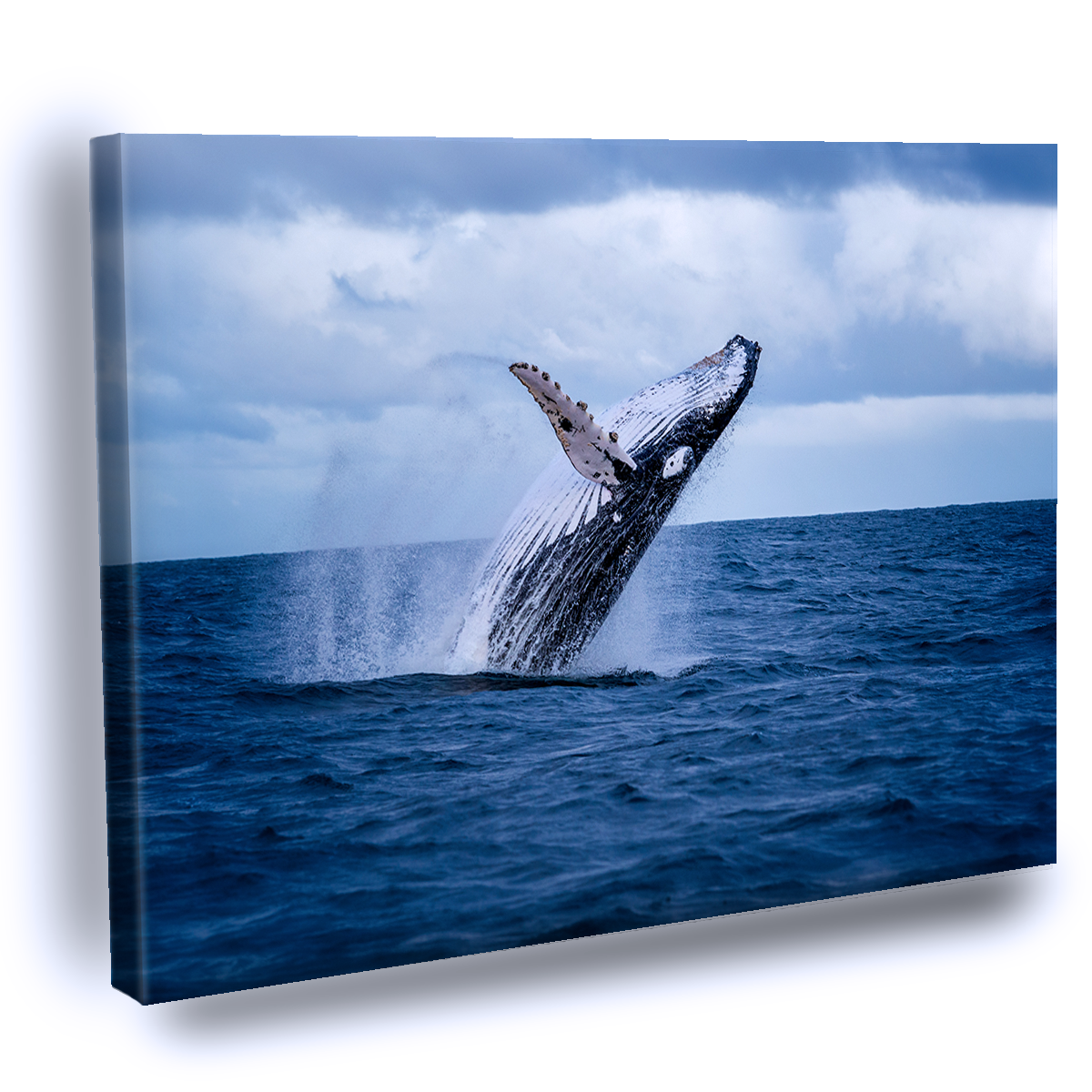 Cuadro Decorativo Ballena jorobada saltando del agua en Australia. La ballena cae de espaldas y rocía agua en el aire.