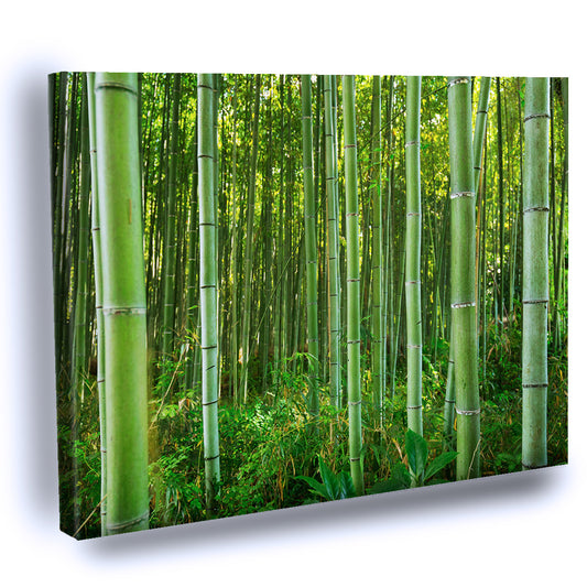 Cuadro Decorativo de Bosque de bambú de Arashiyama cerca de Kioto, Japón