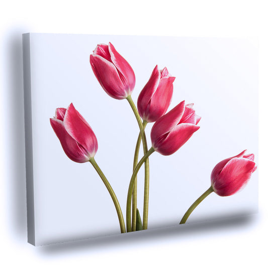 Cuadro Decorativo de Flores de tulipán rojas tonificadas aisladas sobre un fondo blanco