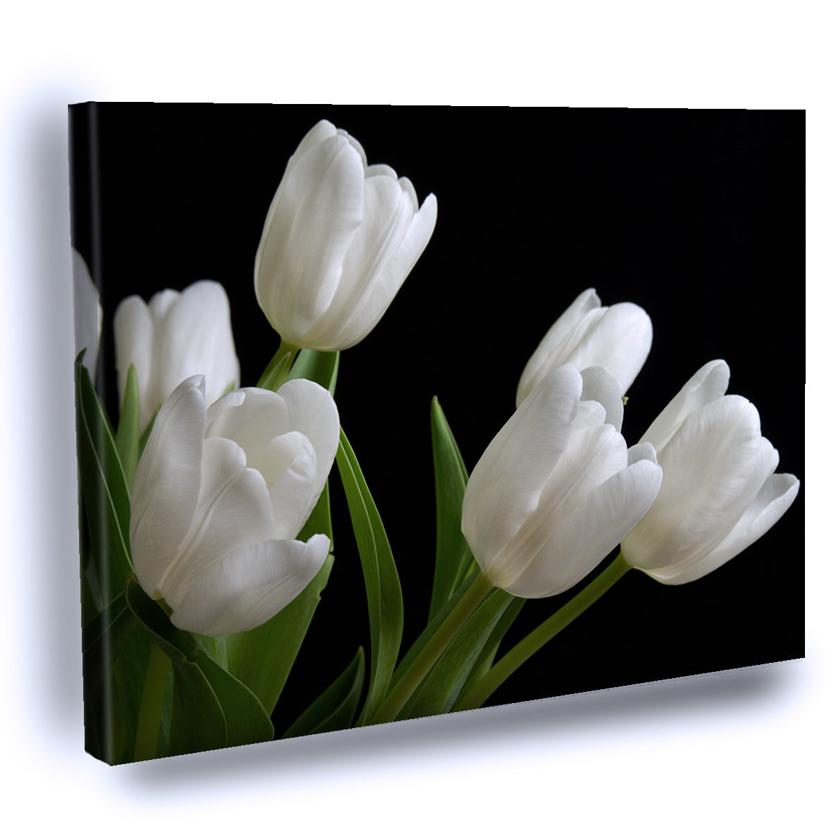 Cuadro Decorativo de Tulipanes Blancos con fondo negro
