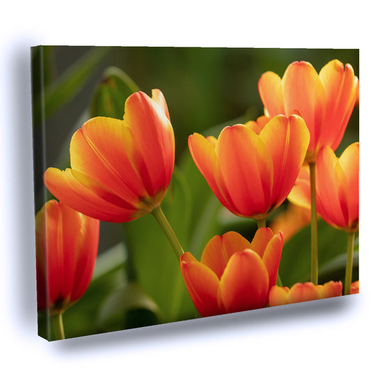 Cuadro Decorativo Tulipán Amarillo y Anaranjado